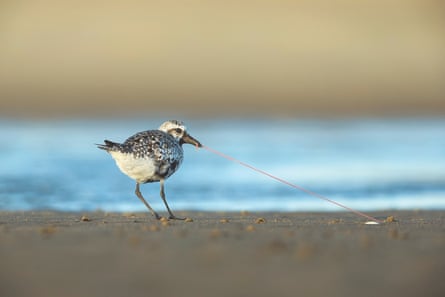 The plover’s contest with a mud worm nears breaking point at Sandy Hook, New Jersey.