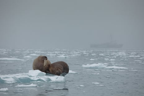 Walruses on sea ice near the Arctic Sunrise