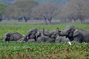 Uma manada de elefantes asiáticos selvagens toma banho no pântano de Khamrenga, na vila de Thakurkuchi, nos arredores de Guwahati, na Índia