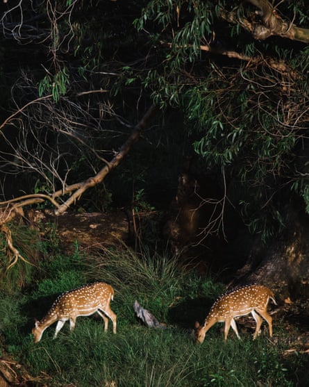 Two does grazing in a forest.