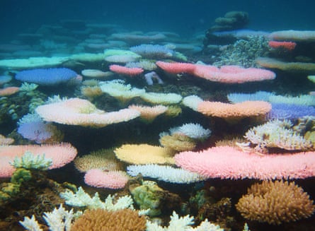 Flat disc-like corals coloured pink, yellow, orange, green and blue