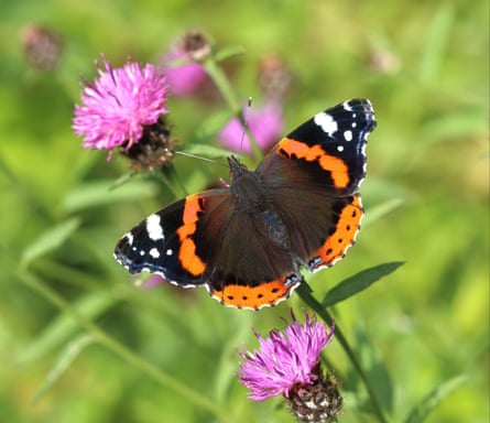 A red admiral butterfly among wildflowers.