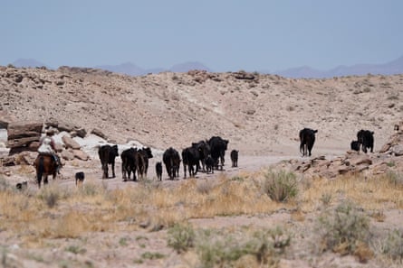 A cowboy, his daughter and herding dogs ride down a dirt road as they herd cows