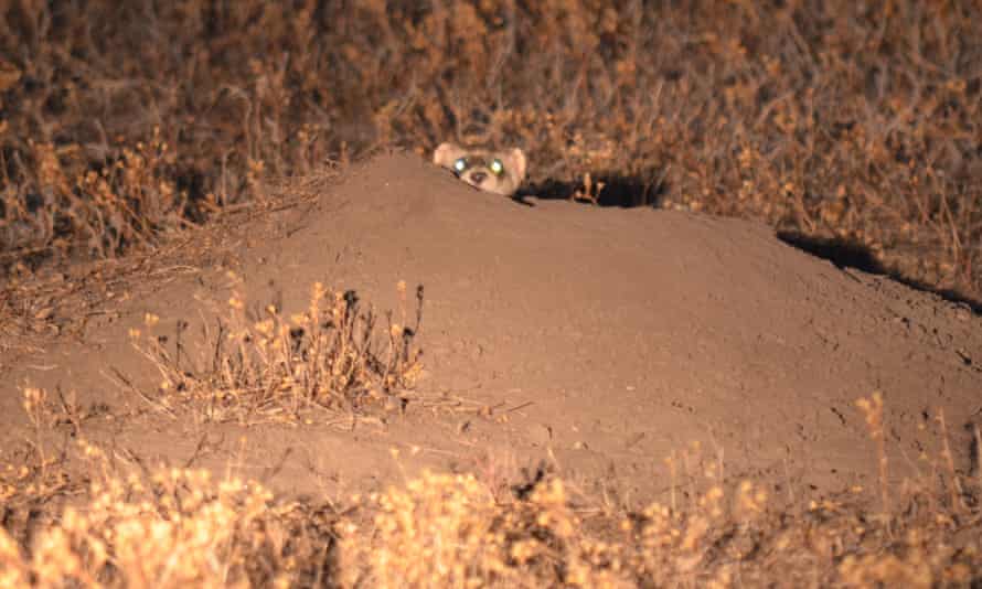 A black-footed ferret peers out from a burrow