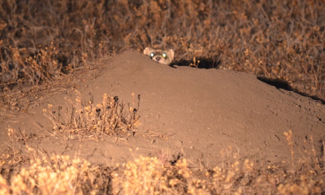 An invisible enemy: the battle to save black-footed ferrets from the plague 3027