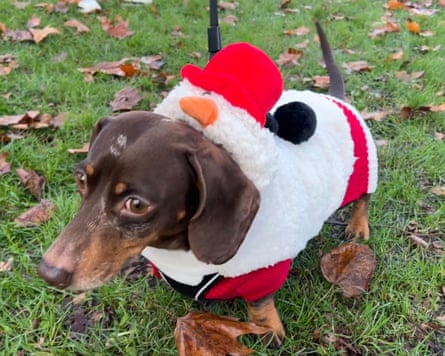 A dachsund wears a snowman outfit in Hyde Park