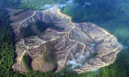 Jambi province, Sumatra. A logged-over area in the vast track of pulp wood concessions.