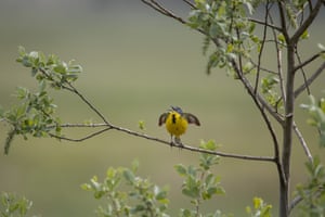 Brandenburg, Havelland: A sheep's wagtail sings on a branch in the Havel floodplain