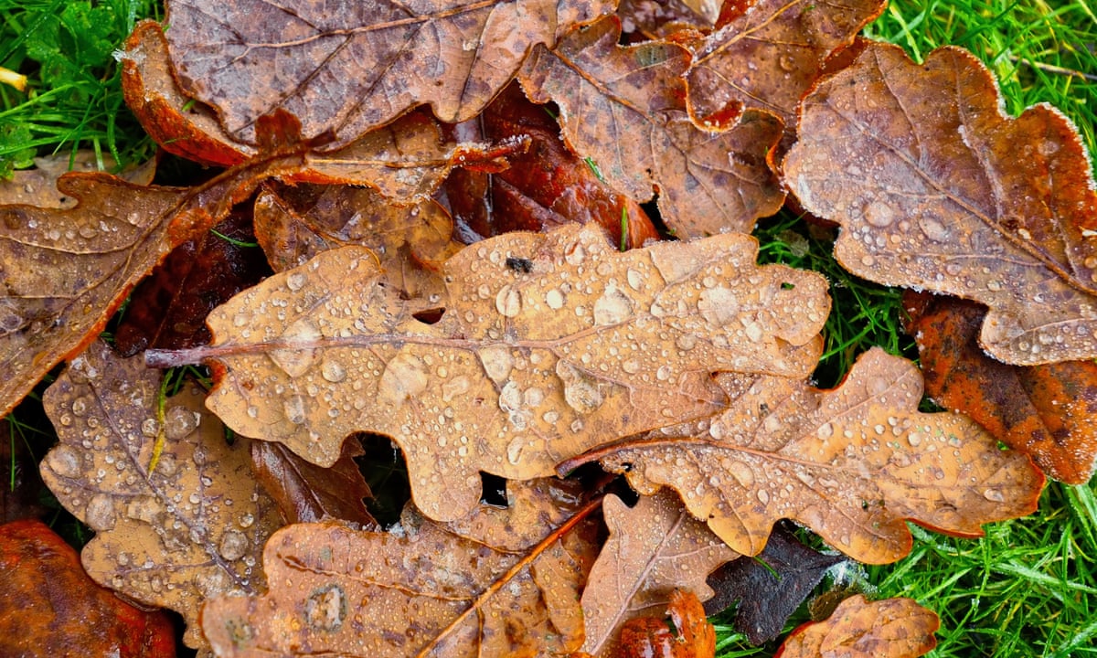 Oak Tree In Fall Leaves