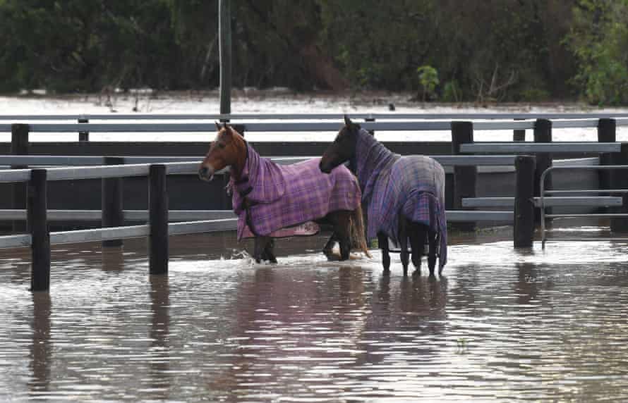 Horses standing in flood waters from the Laidley Creek near the town of Laidley, west of Brisbane.