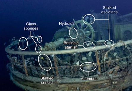 Annotation on an image of a shipwreck indicates the positioning of glass sponges, stalked crinoid, anemone, brisingid starfish, stalked ascidians and possible hydroid