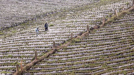Farmers fumigate a strawberry crop