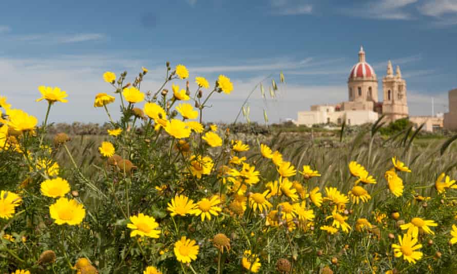 Crown daisies on Gozo start blooming from February.