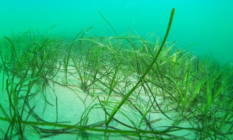 One of UK's largest seagrass beds discovered off Cornwall, Cornwall