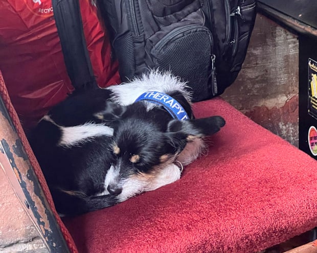 Ella the therapy dog, in the Hope and Ruin in Brighton