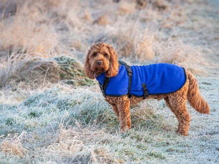 A red cavoodle dog wearing a blue jacket stands in a frosty field