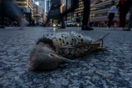 A dead bird lying in a street