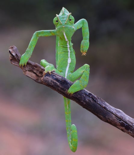 A green chameleon sitting up on a branch as a human might