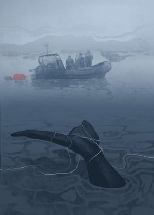 For the Joe and the Whale feature - do not use for anything else