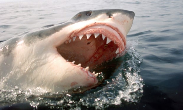 South Africa great white shark
