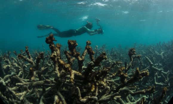 An underwater photographer documents an expanse of dead coral at Lizard Island on Australia's Great Barrier Reef in 2017