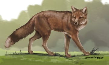 Artist’s illustration of the fox