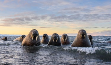 A group of walruses in the sea stare back at the camera in Svalbard, Norway