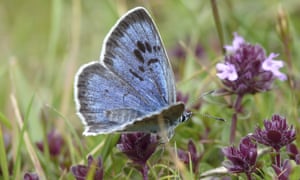 The large blue butterfly