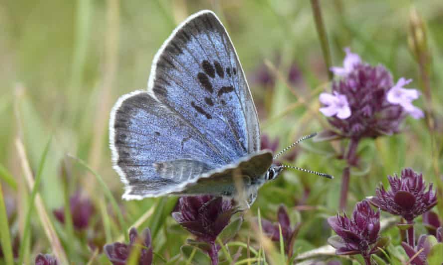 The large blue butterfly