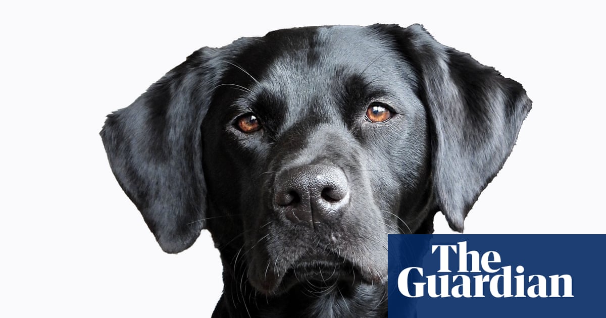 Which dog should I get? How to choose the best pet for families, city living or people with allergies