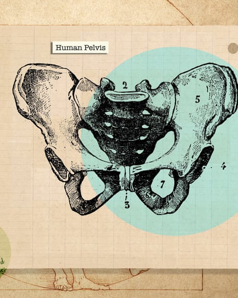 Composite of a old antique drawing of a Pelvis