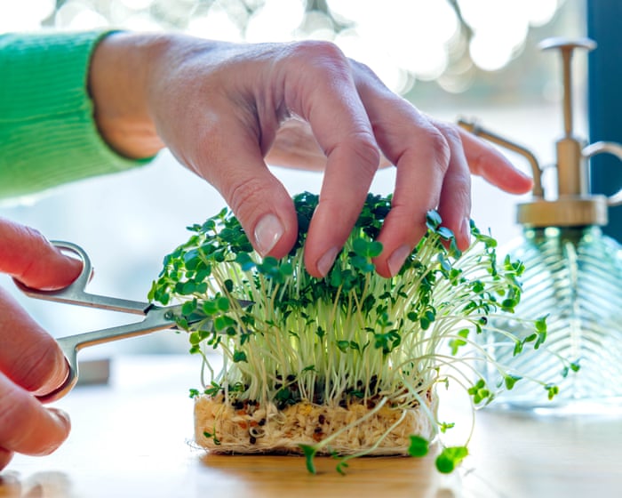 Cress to impress: the peppery, unsung hero ingredient | Kitchen aide
