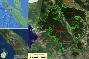 Batang Toru ecosystem showing the eastern and western populations of the Tapanuli orangutans, which will be further severed by the dam and its infrastructure.