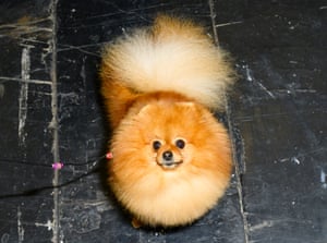 Crufts Uncovered Dog People Look Like Hairdressers With Very
