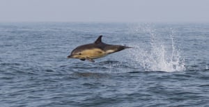 Breaching Common Dolphin by Dan Lettice