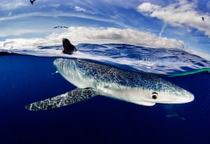 Blue sharks swim in the cool waters of the Azores, Atlantic ocean