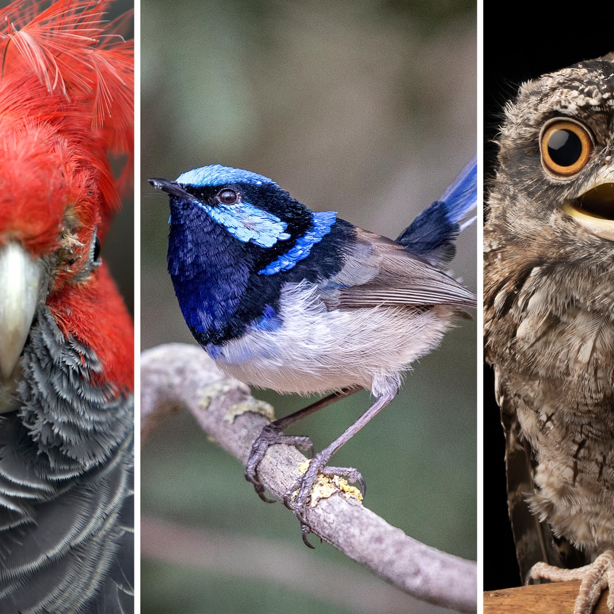 And Then There Were 10 Australian Bird Of The Year Heads Into Final Tense Day Of Voting Australian Bird Of The Year 21 The Guardian And Then There Were 10 Australian Bird Of The Year Heads Into Final Tense Day Of Voting Australian Bird Of The Year 21 The Guardian