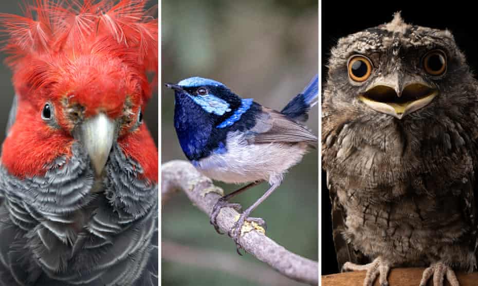 The superb fairywren (middle) is competing against the gang-gang cockatoo (left) and tawny frogmouth (right) for the coveted 2021 Guardian/BirdLife Australian bird of the year.