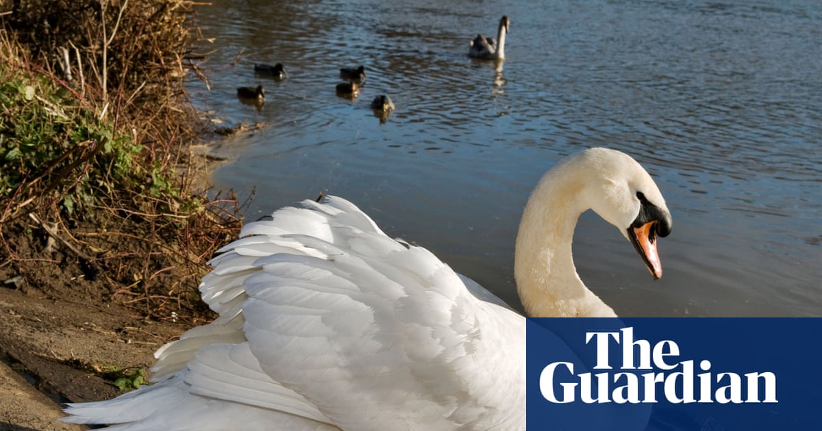 Volunteers race to contain suspected bird flu outbreak among swans