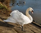 Race to contain suspected bird flu outbreak among Thames Valley swans