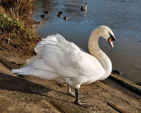 Race to contain suspected bird flu outbreak among Thames Valley swans