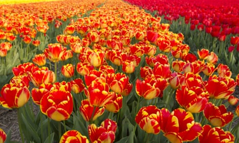 A field of tulips in Lisse, Netherlands.