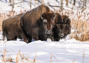 Três buscas de bisões em um campo coberto de neve
