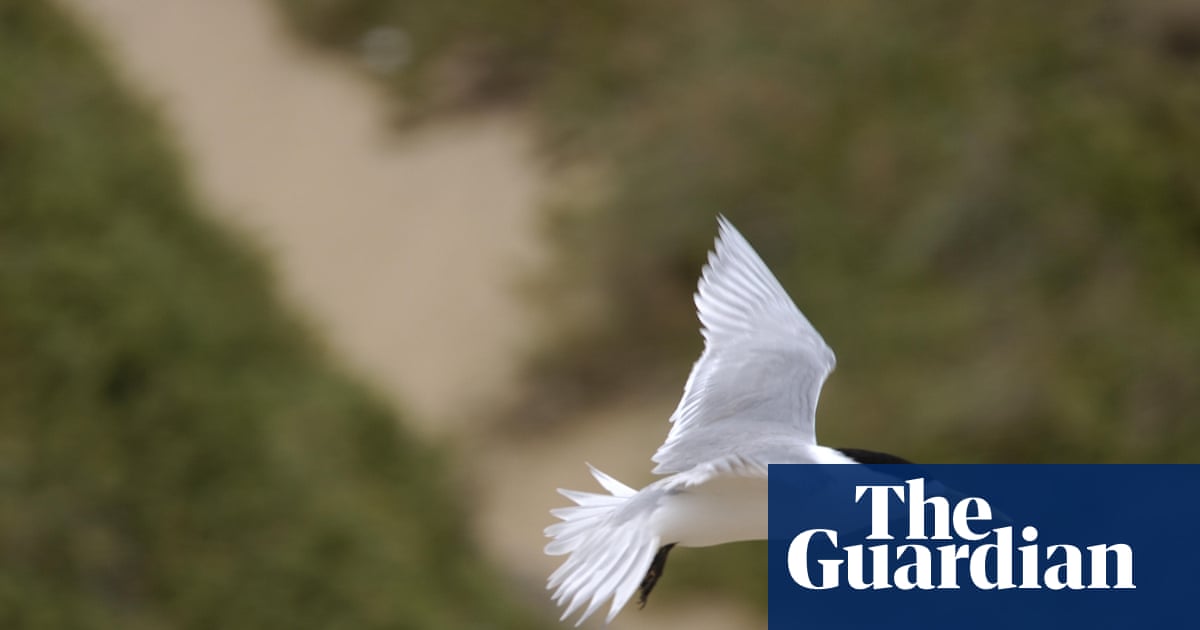 Suspected mass bird flu deaths found in second state as Murray Watt warns ‘this is the beginning’