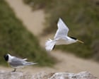Suspecté les décès de grippe aviaire de masse trouvés dans le second état comme Murray Watt avertit ‘c'est le début