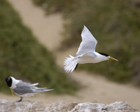 A white and grey tern with a yellow bill takes flight while another stands on a rock