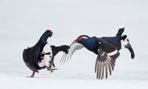 Angry Birds: Male Grouse Do Battle In Mid-Air For The Right To Mate<br>VALLA, FINLAND - APRIL 2015: Two male Black grouse (Tetrao / Lyrurus tetrix) fighting at Lek, in April 2015 in Vaala, Finland.

THESE grouse are bringing a whole new meaning to angry birds. Spring is often associated with a time of peace and tranquillity however these male grouse clearly didn’t get the memo as they see it as the season to do battle. The powerful images show male black grouses in Vaala, central Finland, fighting it out for the right to mate. Every spring male grouse congregate in what is called a Lek to engage in a show of strength by fighting and posturing in the hopes of catching the eye of female grouse.

PHOTOGRAPH BY Markus Varesvuo/NPL/Barcroft

UK Office, London.
T +44 845 370 2233
W www.barcroftmedia.com

USA Office, New York City.
T +1 212 796 2458
W www.barcroftusa.com

Indian Office, Delhi.
T +91 11 4053 2429
W www.barcroftindia.com