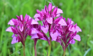 Linda's photo of what she thinks are butterfly orchids taken on 11 March in the countryside around Frigiliana, Spain.