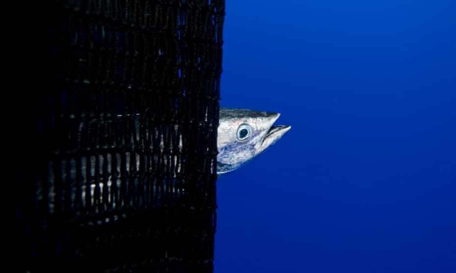 Caught skipjack tuna during a purse seine fishing operation