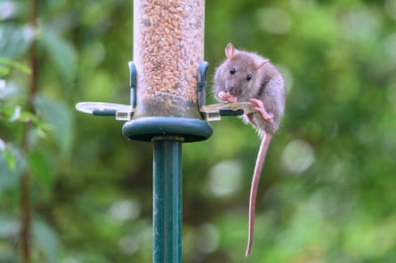 A young brown rat eating from a bird feeder in a garden